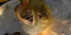 2005 Hecht Rg